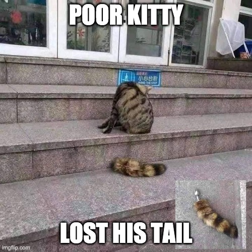 POOR KITTY; LOST HIS TAIL | image tagged in funny,cats,butt | made w/ Imgflip meme maker