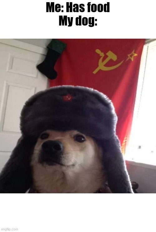 Russian Doge | Me: Has food
My dog: | image tagged in russian doge | made w/ Imgflip meme maker