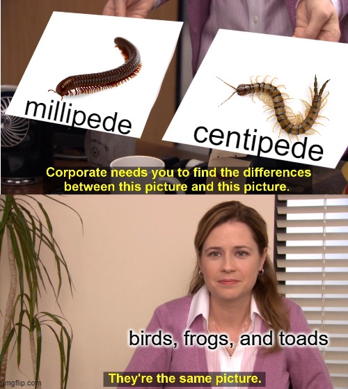 millipedes and centipedes | millipede; centipede; birds, frogs, and toads | image tagged in memes,they're the same picture,centipede,funny,insects | made w/ Imgflip meme maker