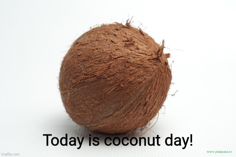 coconut | Today is coconut day! | image tagged in coconut | made w/ Imgflip meme maker