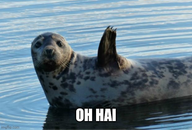 Seal | OH HAI | image tagged in seal | made w/ Imgflip meme maker