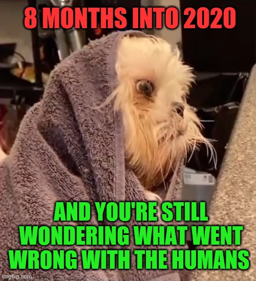 8 MONTHS INTO 2020; AND YOU'RE STILL WONDERING WHAT WENT WRONG WITH THE HUMANS | made w/ Imgflip meme maker