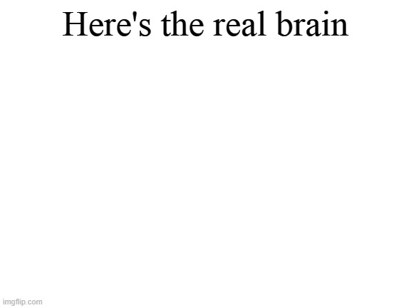 Blank White Template | Here's the real brain | image tagged in blank white template | made w/ Imgflip meme maker