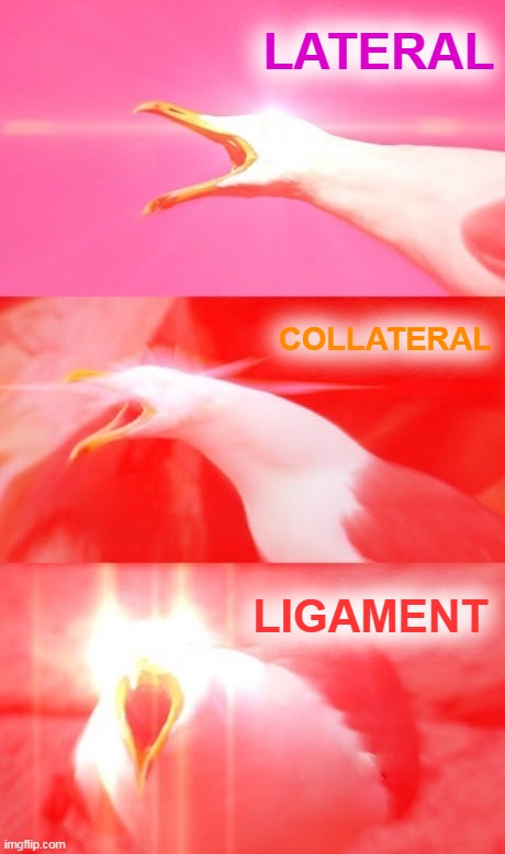 Inhaling Seagull Reply | LATERAL LIGAMENT COLLATERAL | image tagged in inhaling seagull reply | made w/ Imgflip meme maker