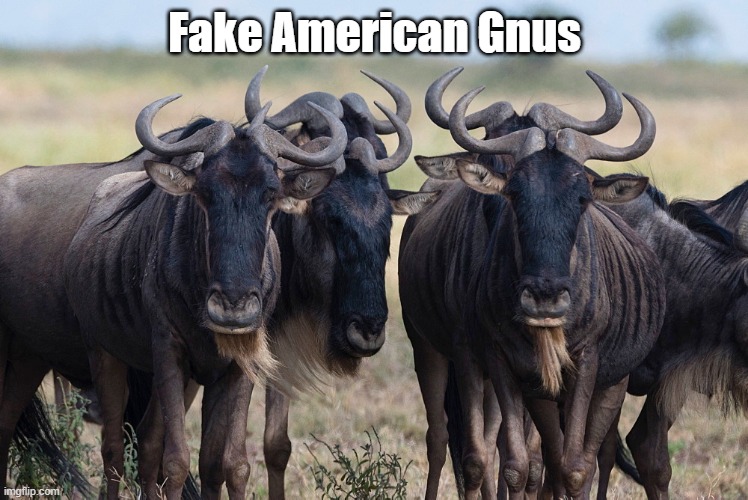  Fake American Gnus | made w/ Imgflip meme maker