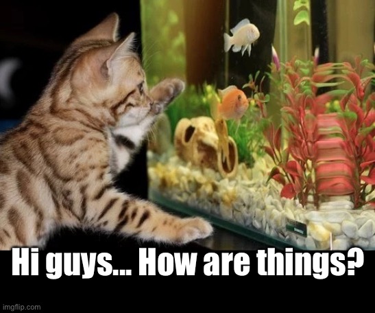Keeping in Touch | Hi guys... How are things? | image tagged in funny memes,cats,fish,friends | made w/ Imgflip meme maker