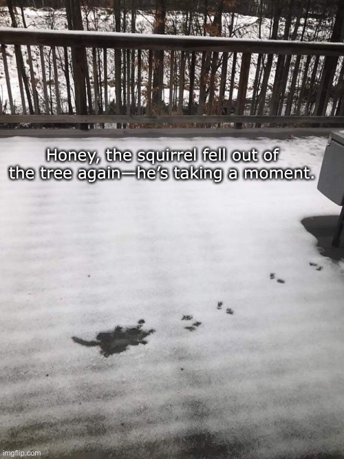 PLOP! | Honey, the squirrel fell out of the tree again—he’s taking a moment. | image tagged in funny memes,squirrels | made w/ Imgflip meme maker