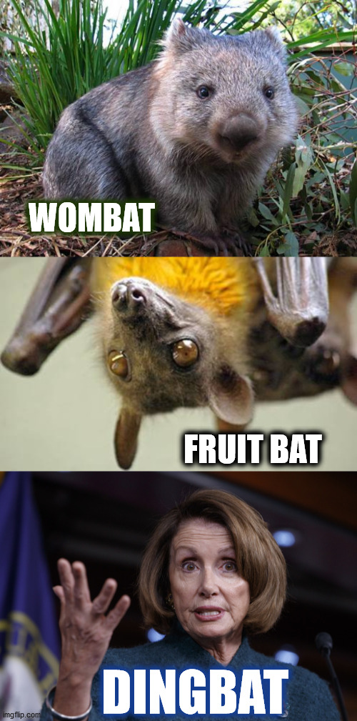 Wombat - Fruit Bat - DINGBAT | WOMBAT; FRUIT BAT; DINGBAT | image tagged in wombat,fruit bats,good old nancy pelosi,dingbat | made w/ Imgflip meme maker