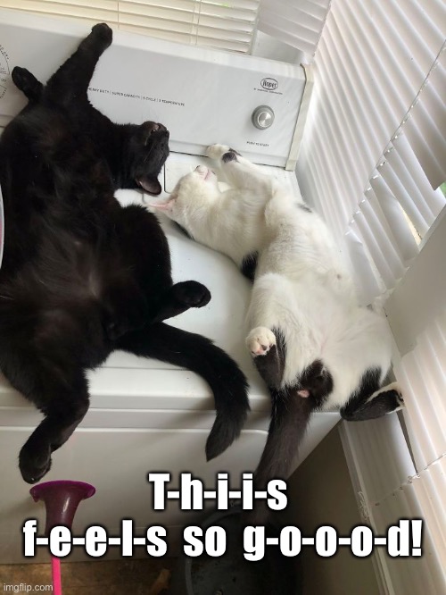 Laundry Day and the Cats Are Lovin’ It! | T-h-i-i-s  f-e-e-l-s  so  g-o-o-o-d! | image tagged in funny memes,cats | made w/ Imgflip meme maker