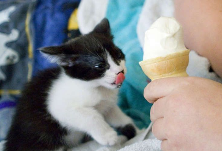 kitty wants ice cream Blank Meme Template