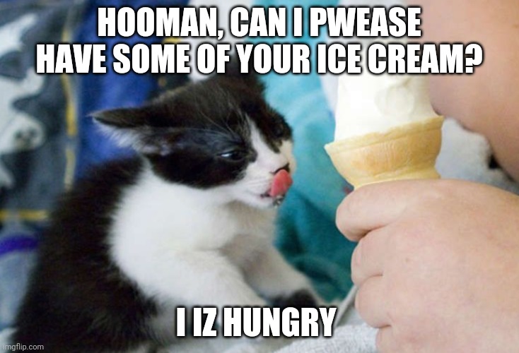 kitty wants ice cream | HOOMAN, CAN I PWEASE HAVE SOME OF YOUR ICE CREAM? I IZ HUNGRY | image tagged in kitty wants ice cream | made w/ Imgflip meme maker