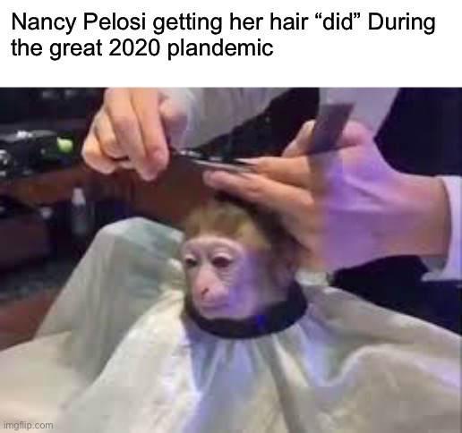 Pelosi gotta look good | Nancy Pelosi getting her hair “did” During 
the great 2020 plandemic | image tagged in haircut monkey,nancy pelosi,bad hair day | made w/ Imgflip meme maker