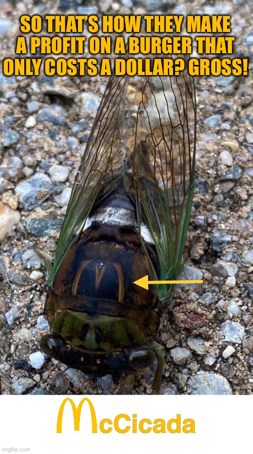 McCicada | SO THAT’S HOW THEY MAKE A PROFIT ON A BURGER THAT ONLY COSTS A DOLLAR? GROSS! cCicada | image tagged in funny memes,not lovin it,cicada,gross | made w/ Imgflip meme maker
