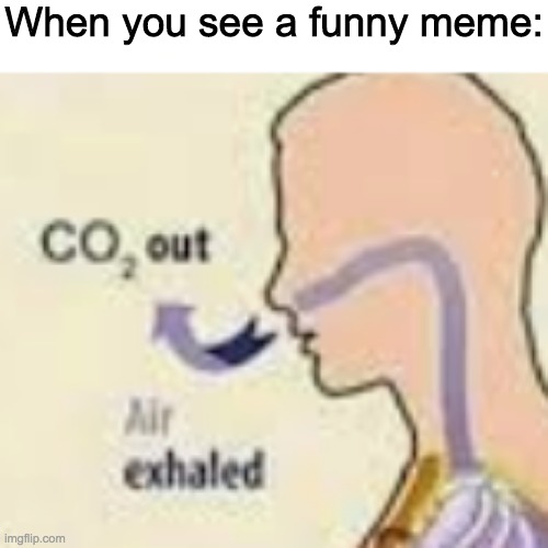We don't laugh, we just exhale air more when we like a meme | When you see a funny meme: | image tagged in not funny | made w/ Imgflip meme maker