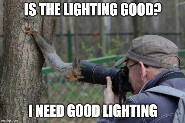 Jehovas Witness Squirrel Meme | IS THE LIGHTING GOOD? I NEED GOOD LIGHTING | image tagged in memes,jehovas witness squirrel | made w/ Imgflip meme maker