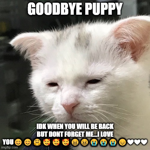 Depressed Cat | GOODBYE PUPPY; IDK WHEN YOU WILL BE BACK BUT DONT FORGET ME...I LOVE YOU😊😊🤗🥰🥰🥰😖😖😭😭😭😔❤❤❤ | image tagged in depressed cat | made w/ Imgflip meme maker
