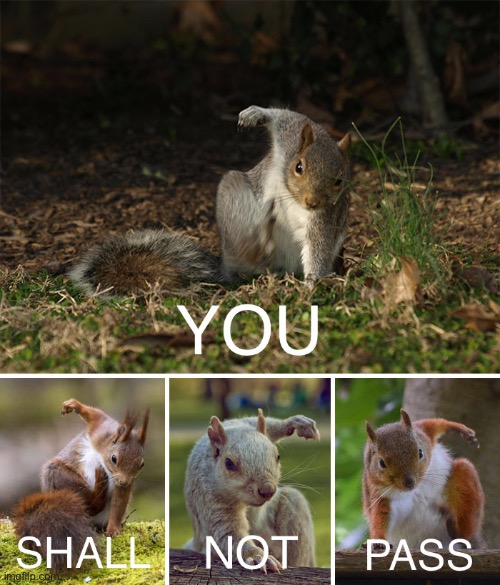 Squirrels of the World Unite! | image tagged in funny memes,squirrels | made w/ Imgflip meme maker