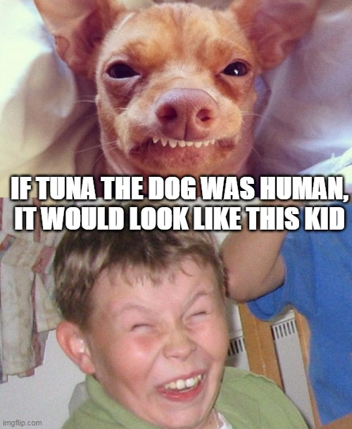Tuna Derrrr | IF TUNA THE DOG WAS HUMAN, IT WOULD LOOK LIKE THIS KID | image tagged in tuna the dog | made w/ Imgflip meme maker