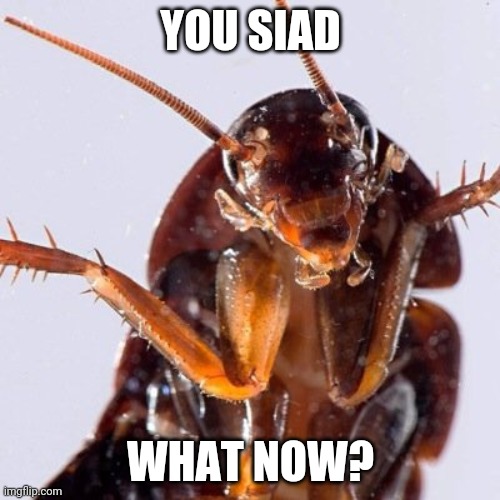 Roach | YOU SIAD WHAT NOW? | image tagged in roach | made w/ Imgflip meme maker