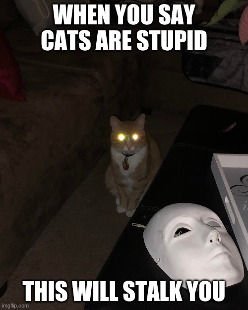 Cats | WHEN YOU SAY CATS ARE STUPID; THIS WILL STALK YOU | image tagged in funny cats | made w/ Imgflip meme maker
