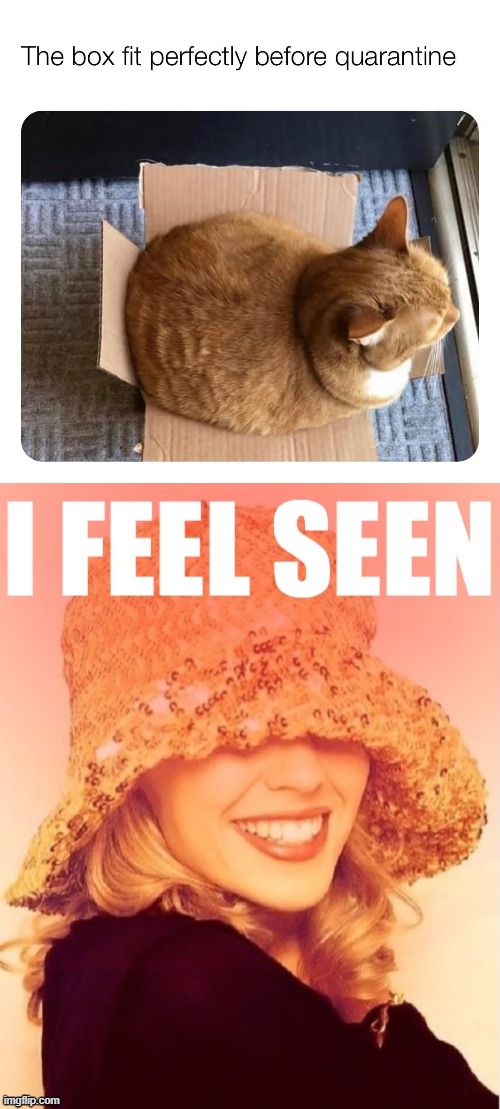 I feel seen. That is all. (self-cringe) | image tagged in kylie i feel seen,cats,box,overweight,weight gain,weight | made w/ Imgflip meme maker