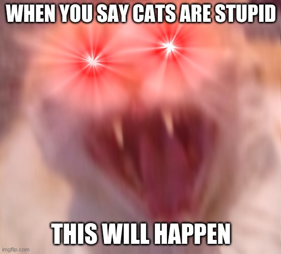 CATS ARE NOT STUPID | WHEN YOU SAY CATS ARE STUPID; THIS WILL HAPPEN | image tagged in cat,crazy | made w/ Imgflip meme maker