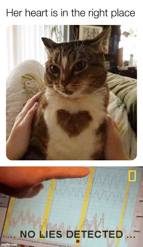 why yes it is | image tagged in no lies detected,cats,heart,cute cat,repost,reposts are awesome | made w/ Imgflip meme maker