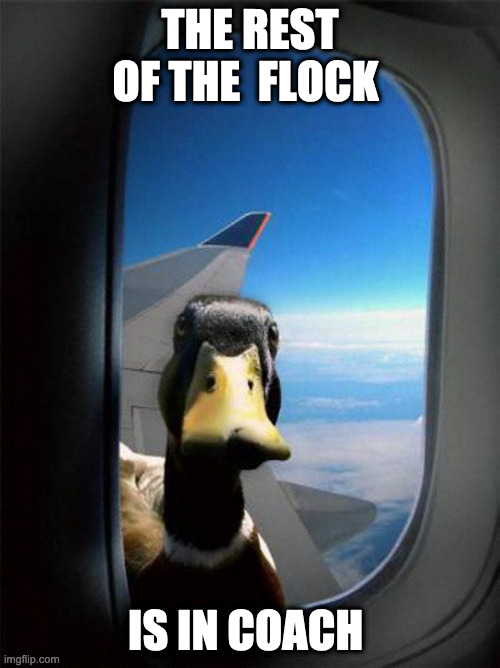 Incoach | THE REST OF THE  FLOCK; IS IN COACH | image tagged in airplane duck,meme,memes,unvotes,fry | made w/ Imgflip meme maker