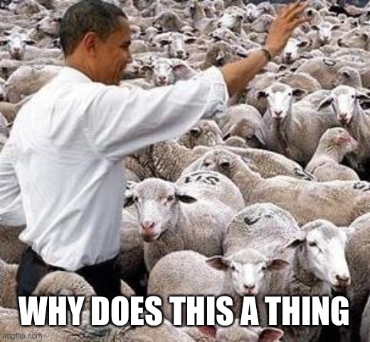 obama sheep | WHY DOES THIS A THING | image tagged in obama sheep | made w/ Imgflip meme maker