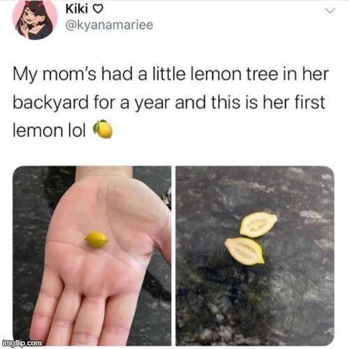 start small! (repost) | image tagged in repost,wholesome,lemons,lemon,reposts,reposts are awesome | made w/ Imgflip meme maker