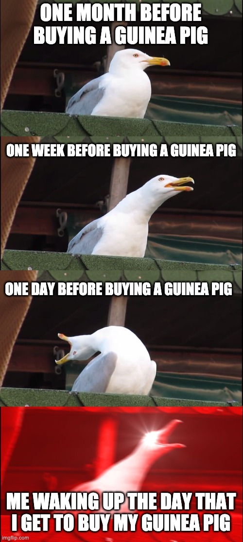 buying a guinea pig | ONE MONTH BEFORE BUYING A GUINEA PIG; ONE WEEK BEFORE BUYING A GUINEA PIG; ONE DAY BEFORE BUYING A GUINEA PIG; ME WAKING UP THE DAY THAT I GET TO BUY MY GUINEA PIG | image tagged in memes,inhaling seagull,guinea pig | made w/ Imgflip meme maker