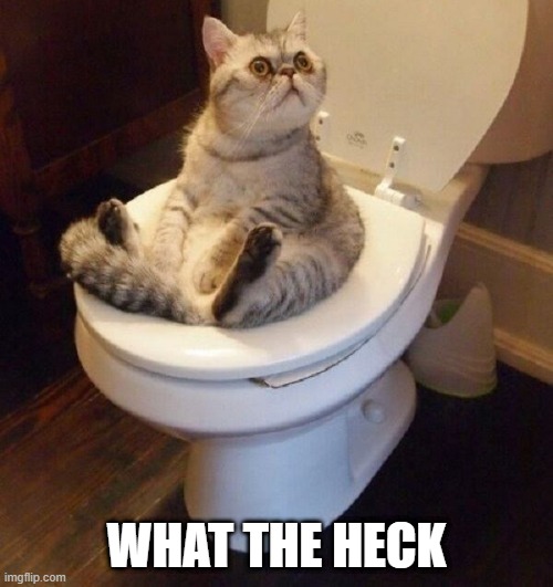 WHAZHE DOING ON THERE... | WHAT THE HECK | image tagged in memes,funny,cats,toilet,wtf,misbehaving | made w/ Imgflip meme maker