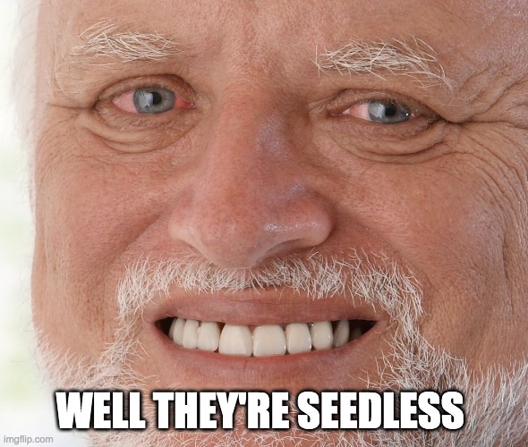 Hide the Pain Harold | WELL THEY'RE SEEDLESS | image tagged in hide the pain harold | made w/ Imgflip meme maker