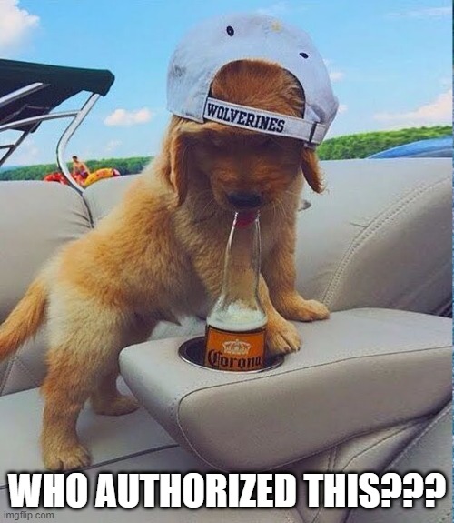 THIS DOG AIN'T 21, IS IT? | WHO AUTHORIZED THIS??? | image tagged in memes,dogs,funny,drinking,wtf,cute | made w/ Imgflip meme maker