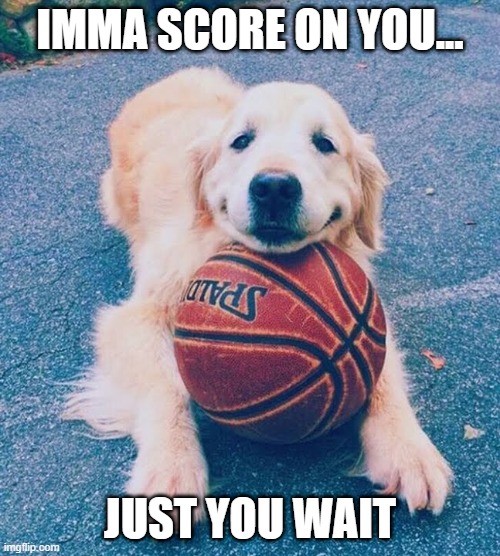 overconfident dog... | IMMA SCORE ON YOU... JUST YOU WAIT | image tagged in memes,dogs,funny,animals,basketball,cute | made w/ Imgflip meme maker
