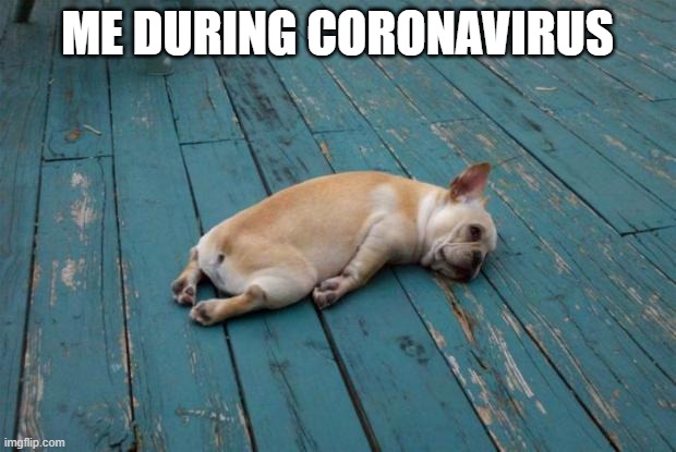 Tired dog | ME DURING CORONAVIRUS | image tagged in tired dog | made w/ Imgflip meme maker