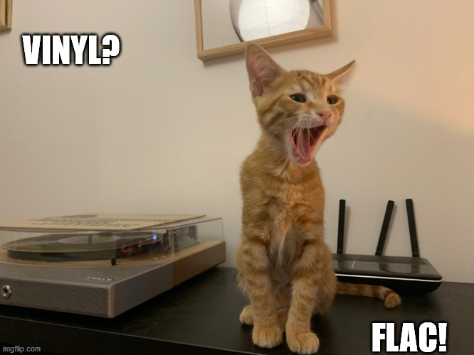 cat angry | VINYL? FLAC! | image tagged in cat screaming | made w/ Imgflip meme maker