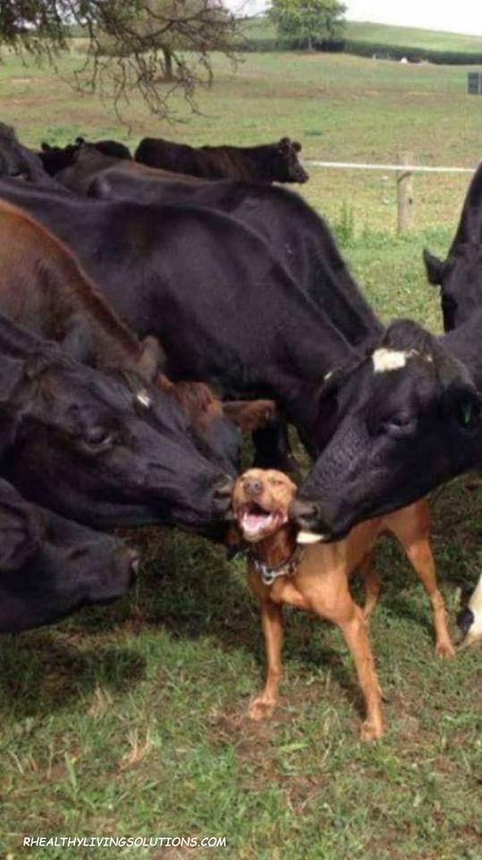 Dog Cow Love Blank Meme Template