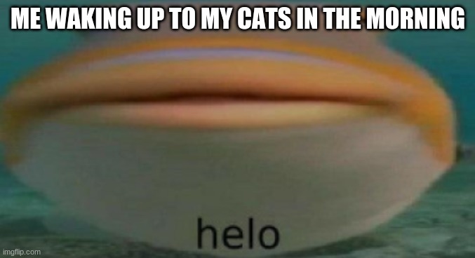 Yes sir | ME WAKING UP TO MY CATS IN THE MORNING | image tagged in helo | made w/ Imgflip meme maker