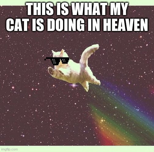 Nyan Cat Real | THIS IS WHAT MY CAT IS DOING IN HEAVEN | image tagged in nyan cat real | made w/ Imgflip meme maker