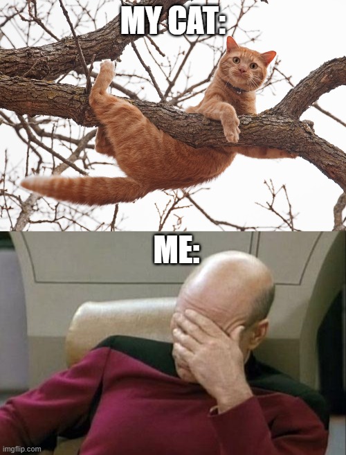 MY CAT:; ME: | image tagged in memes,captain picard facepalm | made w/ Imgflip meme maker