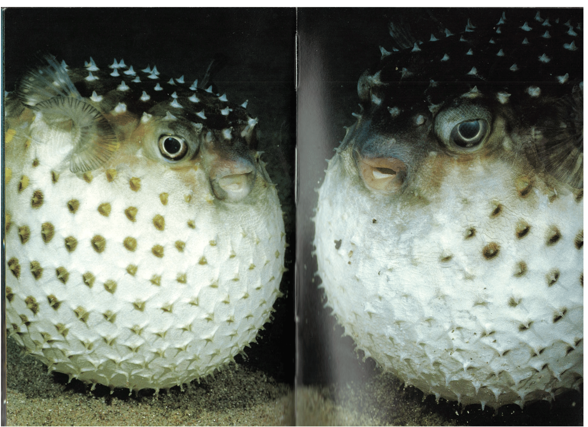 Two Pufferfish Blank Meme Template