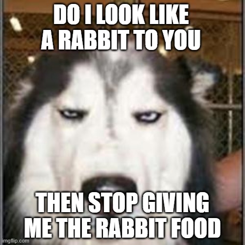 original pissed off husky | DO I LOOK LIKE A RABBIT TO YOU; THEN STOP GIVING ME THE RABBIT FOOD | image tagged in original pissed off husky | made w/ Imgflip meme maker