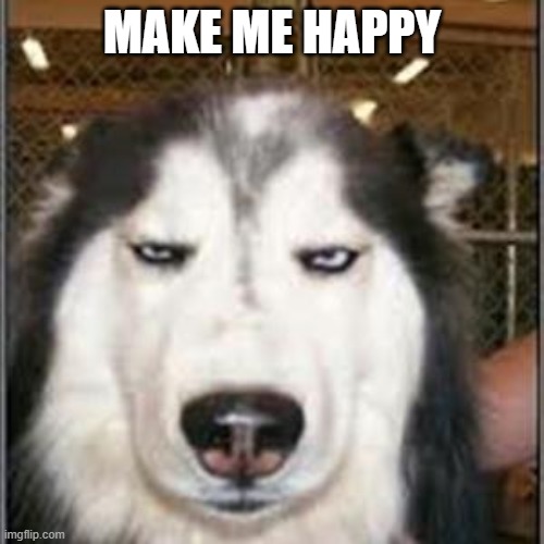 original pissed off husky | MAKE ME HAPPY | image tagged in original pissed off husky | made w/ Imgflip meme maker