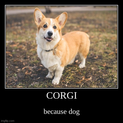Cute corgi just because | image tagged in funny,demotivationals,corgi,cute puppies | made w/ Imgflip demotivational maker
