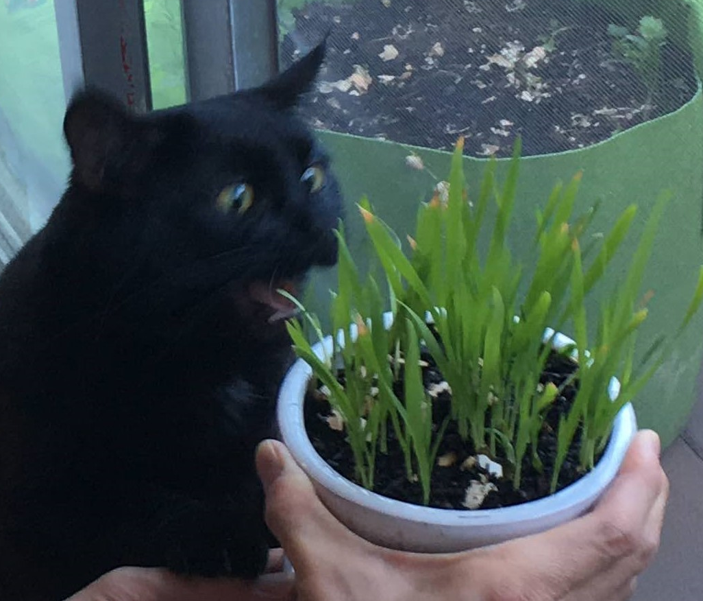 Cat likes grass Blank Meme Template