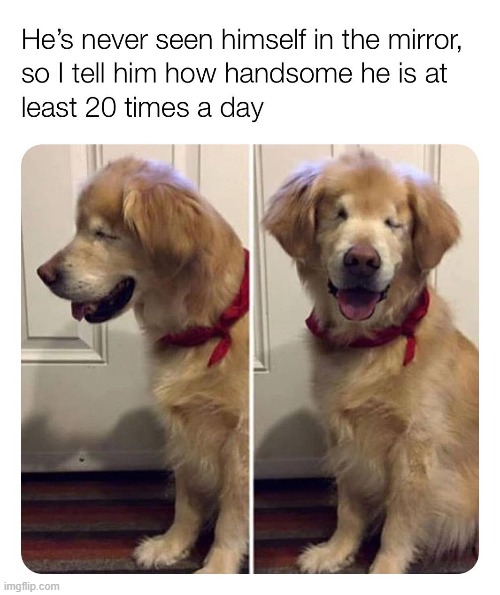 dawww (repost) | image tagged in dogs,blind,puppy,dog,repost,wholesome | made w/ Imgflip meme maker