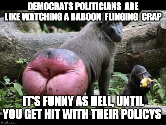 flinging Crap | DEMOCRATS POLITICIANS  ARE LIKE WATCHING A BABOON  FLINGING  CRAP; IT'S FUNNY AS HELL, UNTIL YOU GET HIT WITH THEIR POLICYS | image tagged in baboon,funny,memes,upvotes,pelosi,biden | made w/ Imgflip meme maker