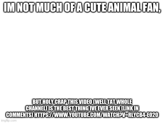like wow | IM NOT MUCH OF A CUTE ANIMAL FAN, BUT HOLY CRAP THIS VIDEO (WELL TAT WHOLE CHANNEL) IS THE BEST THING IVE EVER SEEN (LINK IN COMMENTS) HTTPS://WWW.YOUTUBE.COM/WATCH?V=RLYCB4-EO20 | image tagged in blank white template | made w/ Imgflip meme maker