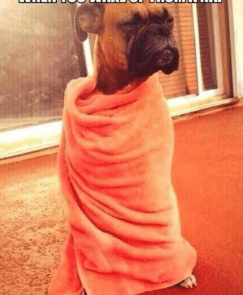 High Quality Dog Blanket Blank Meme Template